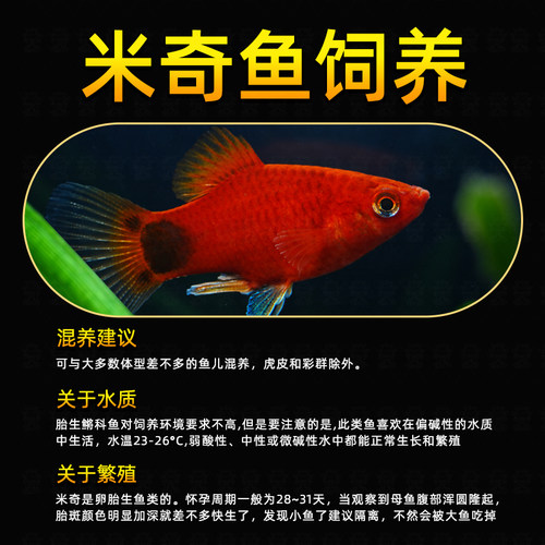 米奇胎生鱼直接生小鱼新手红色小鱼皮球鱼玛丽球孔雀好养生崽狂魔 - 图2