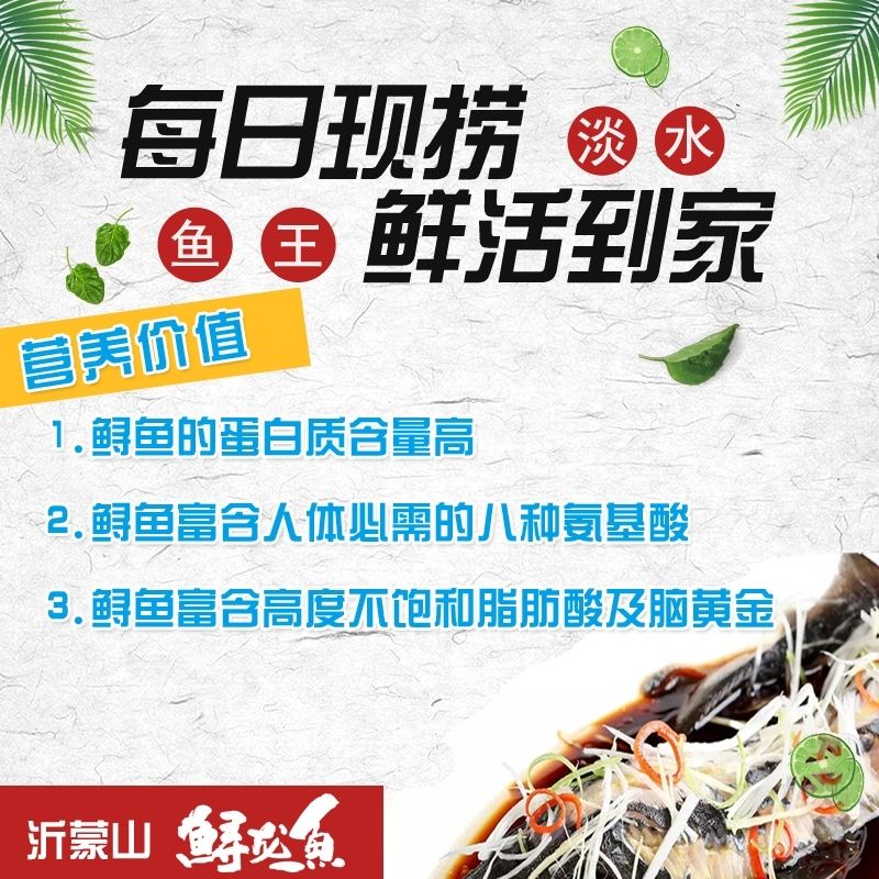 SF edible fresh spring water cultured sturgeon, sturgeon, sturgeon, Chinese fish, live fish, freshwater fish, aquatic products
