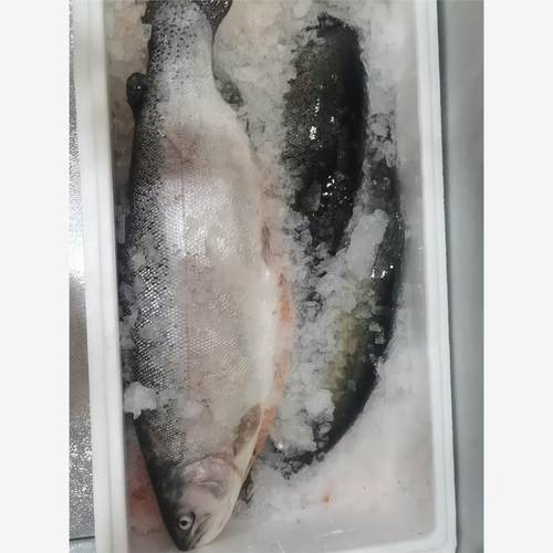 新疆伊犁三文鱼(三倍体虹鳟) 活鱼 特价小鱼【新疆顺丰直发空运】 - 图2