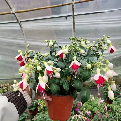 倒挂金钟盆栽带花苞四季开花植物室内阳台好养花卉绿植灯笼花 - 图2