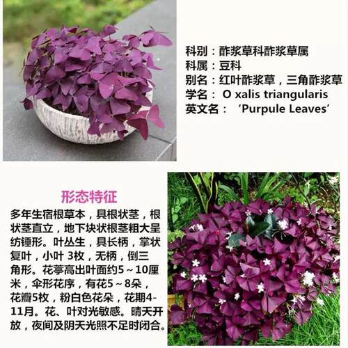紫叶酢浆草多年生幸运草四叶草三叶种球花槐盆栽庭院造型地被开花 - 图2