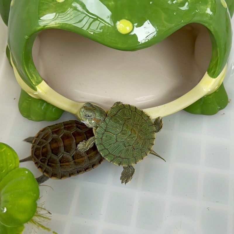 大嘴蛙洞穴乌龟躲避屋青蛙窝角蛙宠物仓鼠寄居蟹蜘蛛爬虫爬宠造景,淘宝优惠券,粉丝福利购,淘宝优惠卷