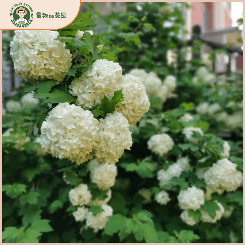 欧洲木绣球玫瑰耐寒耐热植物庭院露台园林树苗花卉带盆栽好大苗 - 图1