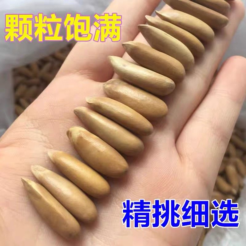 S+超特大颗粒25新货手剥松子阿富汗松子原香巴西松子孕妇坚果松子,淘宝优惠券,粉丝福利购,淘宝优惠卷