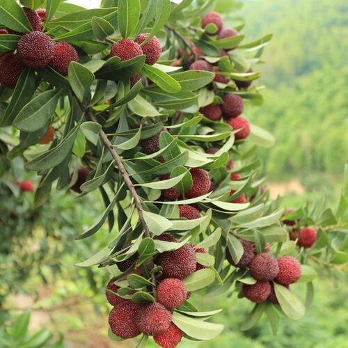 杨梅树树苗余姚慈溪浙江荸荠种杨梅苗特大果树果苗嫁接苗盆栽地栽 - 图1