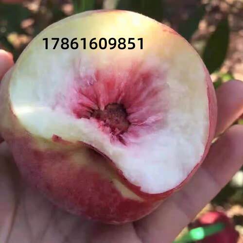 极早熟99巨脆蜜桃树苗新品种特大红蜜桃树苗嫁接五月南方北方种植 - 图1