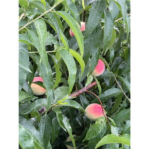 嫁接红不软桃树苗8月成熟脆甜水蜜桃树苗南北方庭院种植当年结果 - 图1