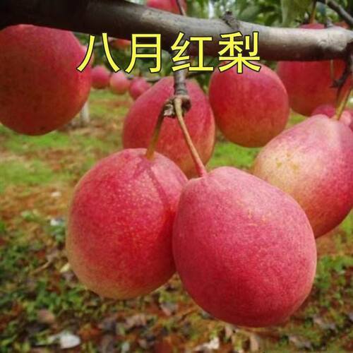 南国梨树苗香水梨树苗东北冻梨树苗耐寒果树苗嫁接果树苗全国 - 图2