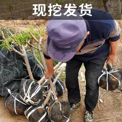 果树苗 巨蜜王杏苗 嫁接杏树苗香甜杏子树苗当年结果南方北方种植 - 图0