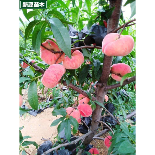 毛蟠桃树苗嫁接晚熟中秋巨蟠桃苗矮化盆栽庭院地栽北南方当年结果 - 图1