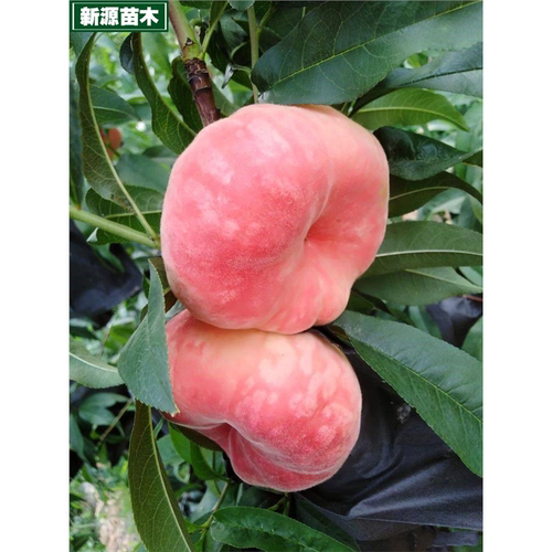 毛蟠桃树苗嫁接晚熟中秋巨蟠桃苗矮化盆栽庭院地栽北南方当年结果 - 图0
