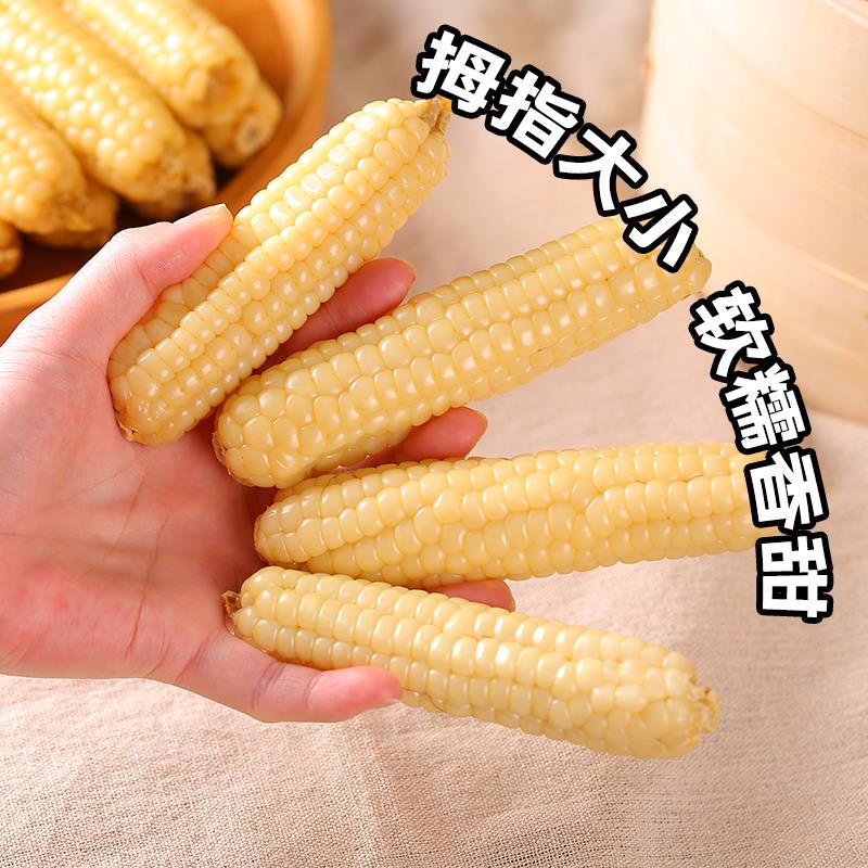 云南西双版纳拇指玉米即食早餐代餐新鲜傣家甜香糯迷你手指小玉米 - 图1