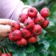 Fresh hawthorn fruit, fresh hawthorn fruit, sweet red seeds, sweet hawthorn, freshly picked fruit, fried sugar snowball, large five-ribbed candied haws