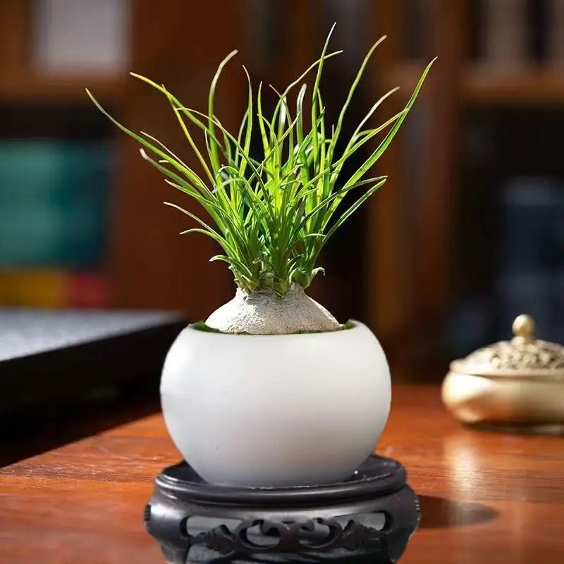 酒瓶兰盆栽大颗老桩办公桌网红懒人绿植室内盆栽花卉耐旱植物盆景,淘宝优惠券,粉丝福利购,淘宝优惠卷