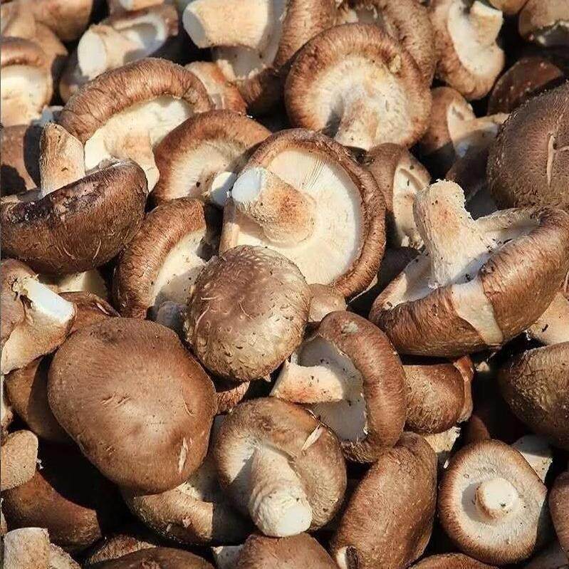 河南西峡新鲜香菇蘑菇菌菇蔬菜火锅涮菜鲜食用菌现采现发煲汤肉厚,淘宝优惠券,粉丝福利购,淘宝优惠卷