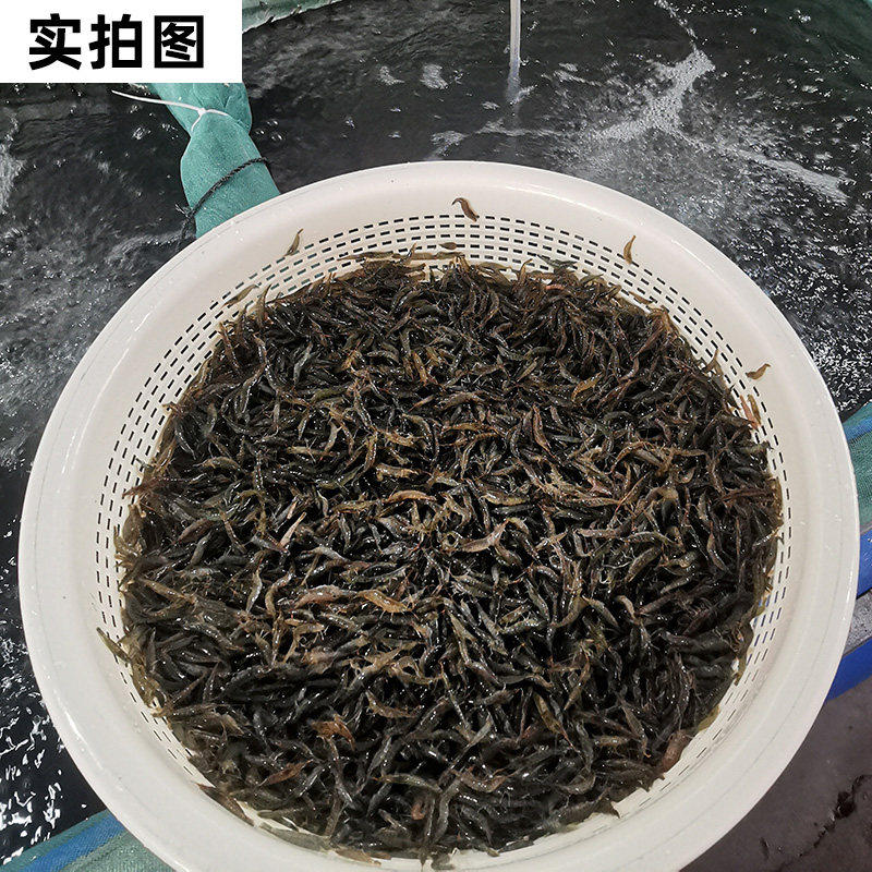 顺丰黑壳虾鱼缸水草清洁除藻虾工具超大观赏米虾宠物活体饲料造景,淘宝优惠券,粉丝福利购,淘宝优惠卷