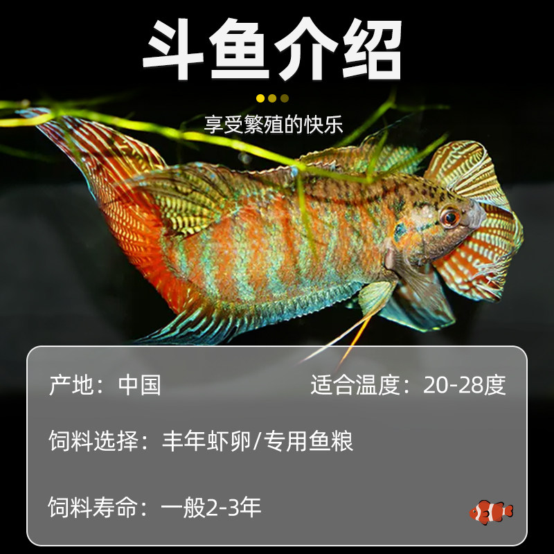 中国斗鱼玄黄白化黄黄金冷水原生观赏鱼免打氧活鱼淡水热带鱼