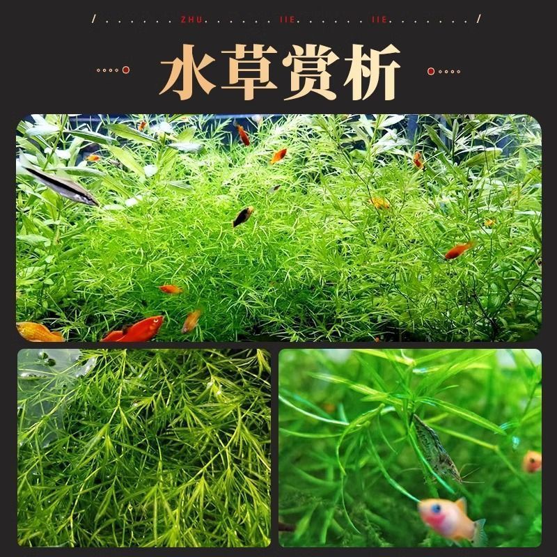 商品详情图片