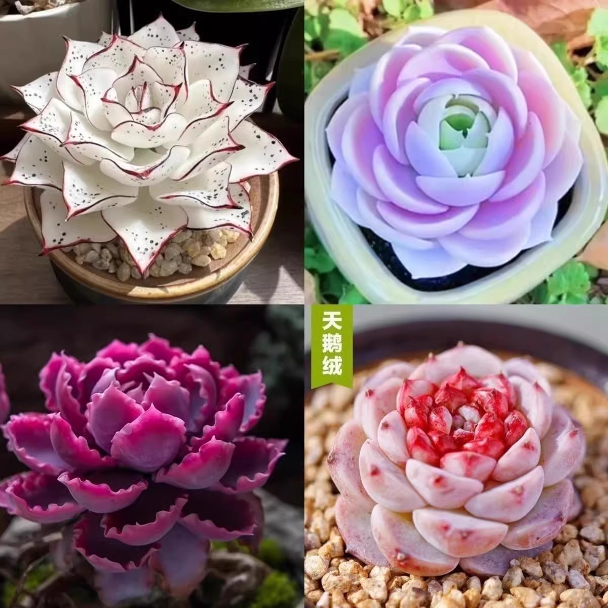 多肉植物套餐特玉莲女王麦秆剑司诺娃水蜜桃净化空气室内桌面盆栽