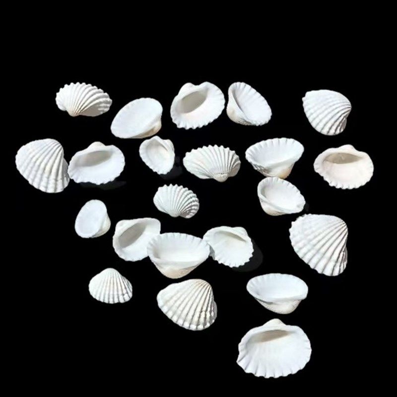 天然雪贝 家居橱窗设计 创意礼物 装饰鱼缸造景 手工DIY工艺品,淘宝优惠券,粉丝福利购,淘宝优惠卷