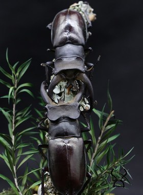 【决斗】真实昆虫甲虫标本锹甲生态微景观玻璃罩摆件家居办公室