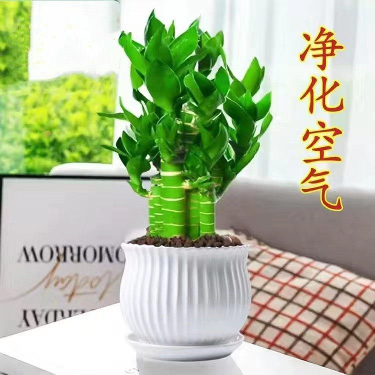 步步高观音竹 富贵竹 荷花竹 水养土培盆栽 室内客厅吸某醛植物,淘宝优惠券,粉丝福利购,淘宝优惠卷