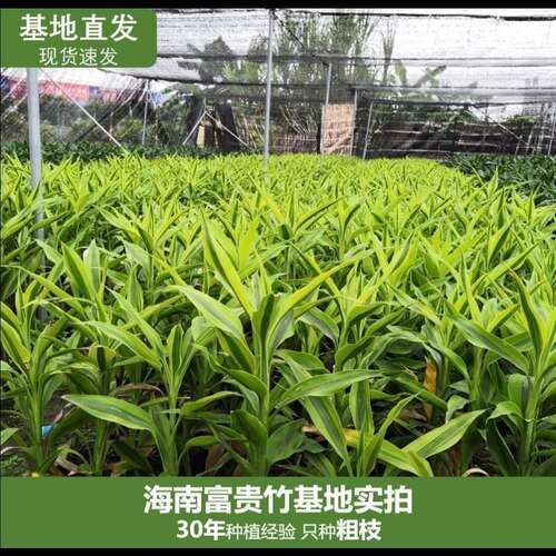 金边富贵竹带根大叶水培绿植易养活办公室卧室客厅茶几办公桌花卉 - 图0