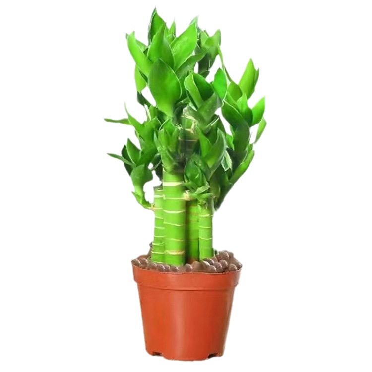 步步高观音竹 富贵竹 荷花竹 水养土培盆栽 室内客厅吸某醛植物,淘宝优惠券,粉丝福利购,淘宝优惠卷