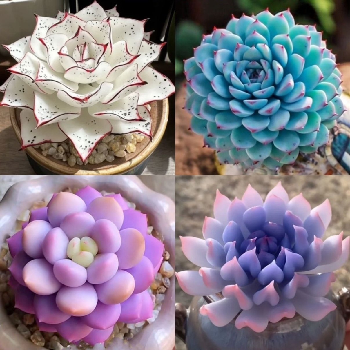 新款冰玉剑司诺娃水蜜桃麦秆多款组合多肉套餐盆栽花卉好养活绿植,淘宝优惠券,粉丝福利购,淘宝优惠卷