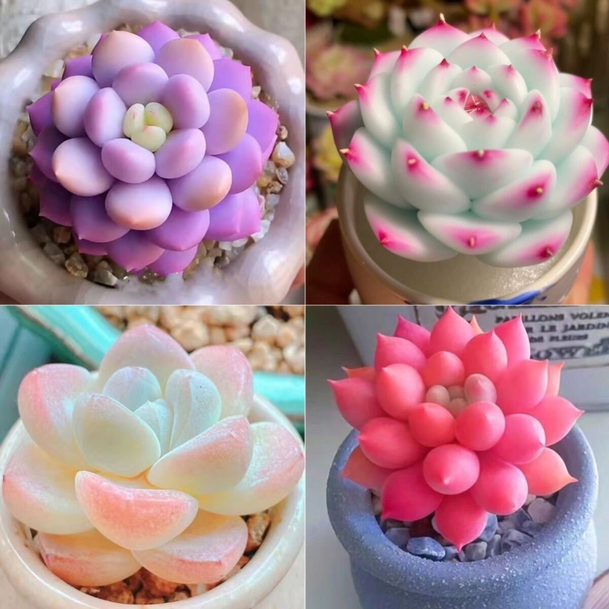 多肉套餐特玉莲麦秆泡芙厚梦橙梦露盆栽室内办公室桌面创意好养,淘宝优惠券,粉丝福利购,淘宝优惠卷