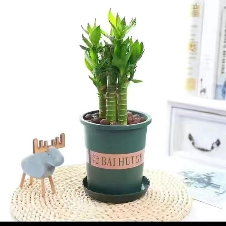 步步高观音竹 富贵竹 荷花竹 水养土培盆栽 室内客厅吸某醛植物,淘宝优惠券,粉丝福利购,淘宝优惠卷