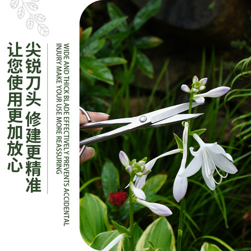 小巧匠不锈钢叶芽剪盆景专用修剪专业工具剪刀果树枝叶剪园艺剪刀 - 图1