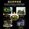 迷你辣椒蟹活体爬宠微景观淡水礼物观赏蟹可深水除藻清洁工易活 图片 4