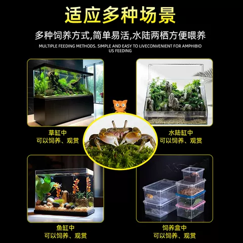 迷你辣椒蟹活体爬宠微景观淡水礼物观赏蟹可深水除藻清洁工易活 图片 4