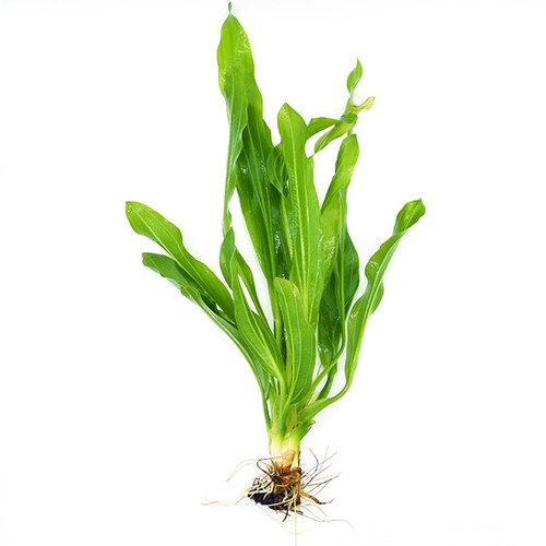 迷你绿九冠水草植物皇冠草古法缸鱼缸造景阴性新手懒人真草好养活 - 图0