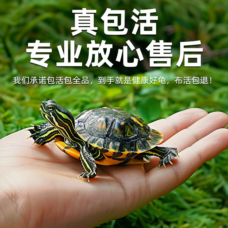 巴西龟情侣龟乌龟活物家养观赏宠物龟金钱龟黄金祥瑞龟红耳小水龟,淘宝优惠券,粉丝福利购,淘宝优惠卷