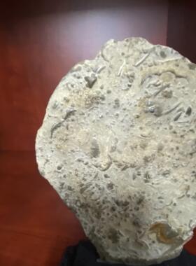 燕子石古生物化石工艺礼品收藏品标本三叶虫家居饰品摆件石头包邮
