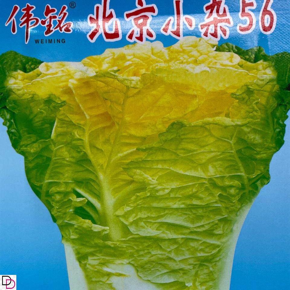 北京小杂56早熟黄心大白菜种籽包心白菜种高产抗病蔬菜种子春夏秋