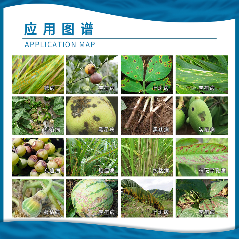 先正达 阿米妙收金棠苯甲嘧菌酯柑橘西瓜炭疽病蔓枯病农药杀菌剂