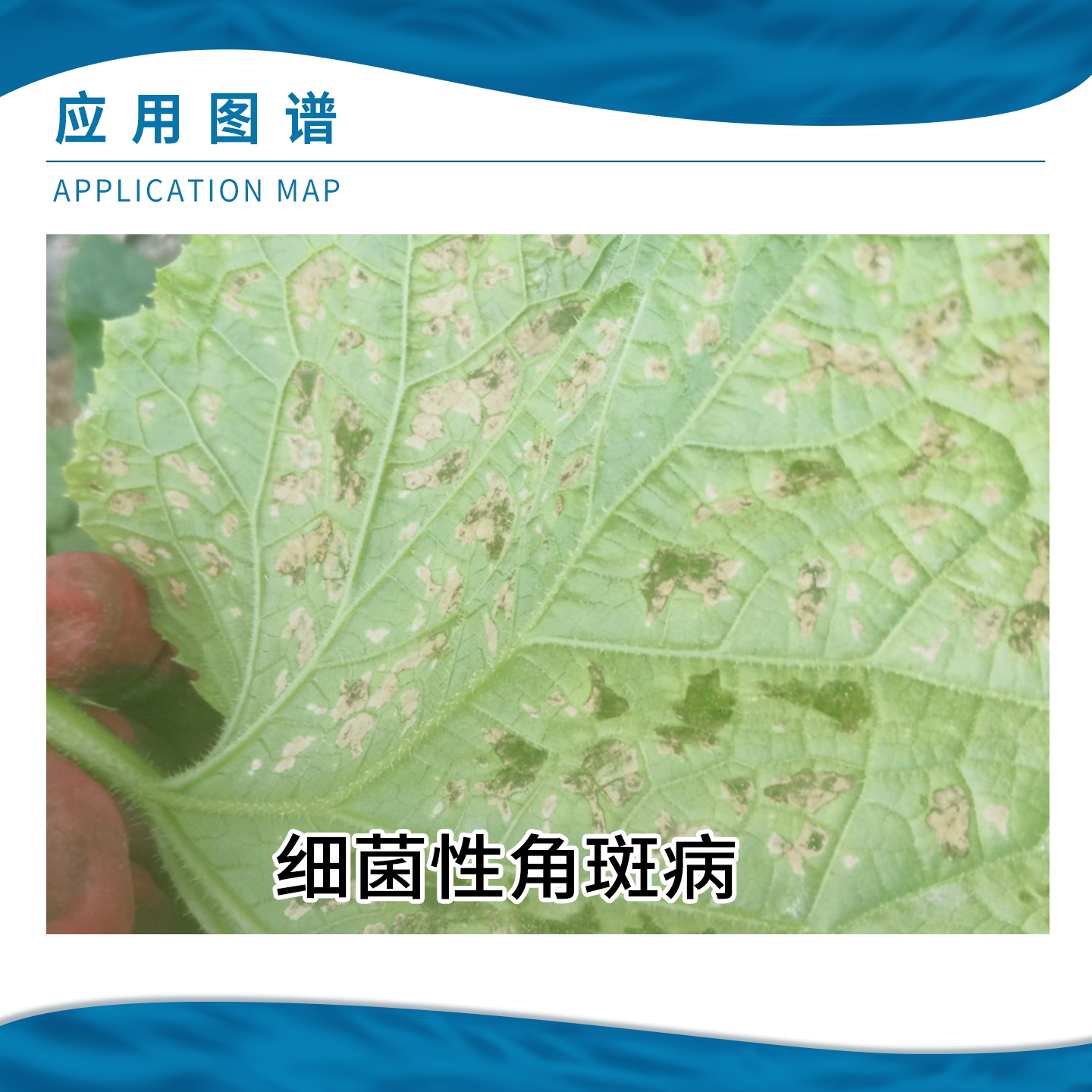 鑫星 33.5%喹啉铜黄瓜细菌性角斑病农药杀菌剂农用悬浮剂 - 图2