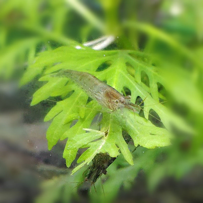 极速黑壳虾除藻草虾观赏虾工具清洁虾饲料虾N活体水族箱鱼缸冷水,淘宝优惠券,粉丝福利购,淘宝优惠卷