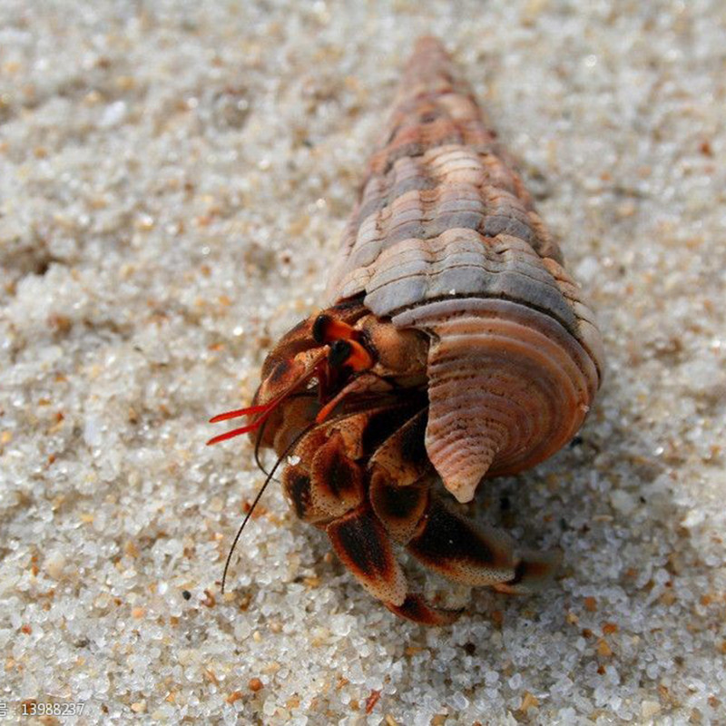 极速陆生寄居蟹淡水螃蟹宠物灰白深紫黑莓草莓短R腕陆生寄居蟹海,淘宝优惠券,粉丝福利购,淘宝优惠卷