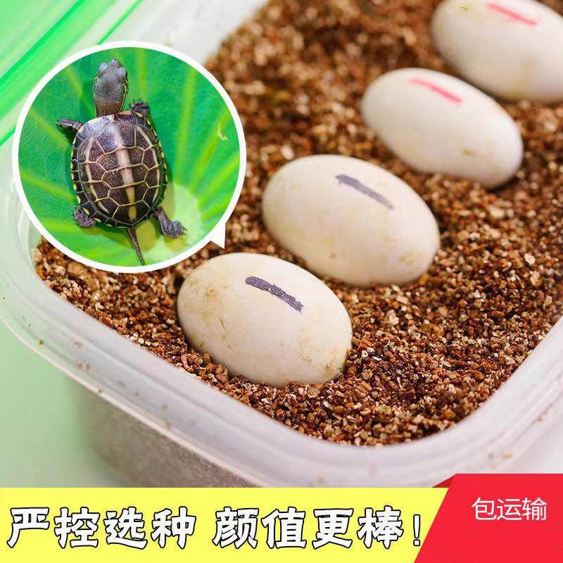 极速乌龟蛋可f孵化中华草龟巴西龟墨龟宠物蛋小学生孵化乌龟活物,淘宝优惠券,粉丝福利购,淘宝优惠卷