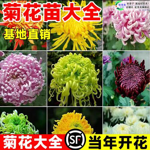 【稀有品种大菊花】盆栽大苗带花苞菊花苗千头菊耐寒室内花卉植物 - 图0