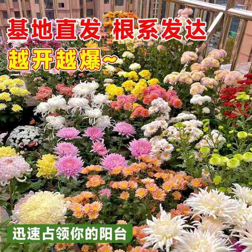 【稀有品种大菊花】盆栽大苗带花苞菊花苗千头菊耐寒室内花卉植物 - 图1