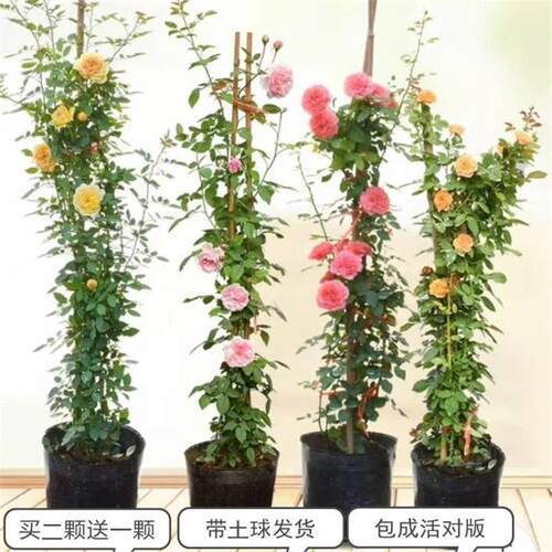 买二送一棵带花苞欧洲月季玫瑰花苗浓香果汁阳台庭院花卉植物盆栽 - 图0