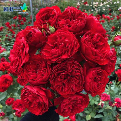 买二送一棵带花苞欧洲月季玫瑰花苗浓香果汁阳台庭院花卉植物盆栽 - 图1