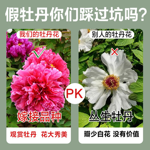 观赏芍药根块带花苞牡丹花树苗盆栽大苗带花苞牡丹重瓣花卉当年开 - 图2