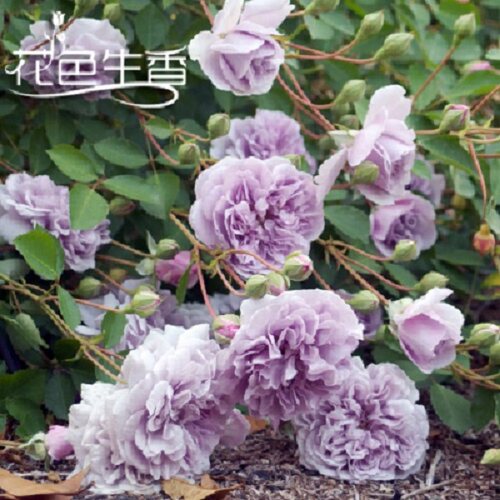 【蓝色阴雨】 中苗藤本爬藤月季花苗庭院地栽盆栽蔷薇花苗庭院 - 图1