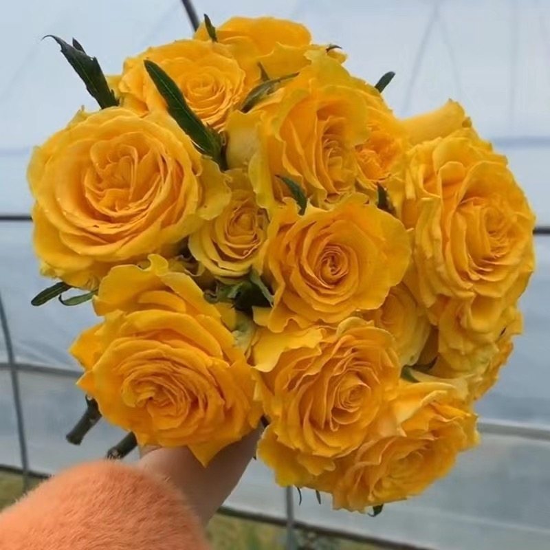 苏格兰黄油 中苗 玫瑰月季花苗多季开灌木庭院阳台,淘宝优惠券,粉丝福利购,淘宝优惠卷